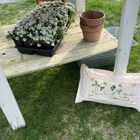 Botanical Panel: Garden Shamrock Spring; WHITE CLOVER